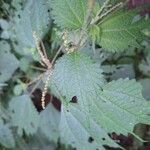 Girardinia diversifolia Blatt