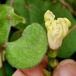 Ipomoea obscura Floare