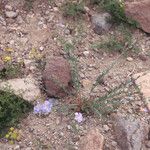 Linum lewisii ശീലം