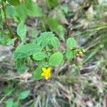 Hypericum punctatum Květ