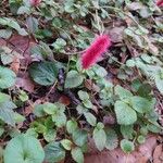 Acalypha herzogiana Květ