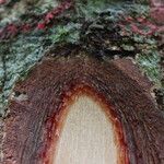 Irvingia grandifolia 樹皮