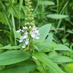 Teucrium canadense പുഷ്പം