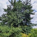 Ginkgo biloba Habit