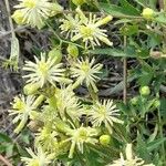 Clematis campestris Flor