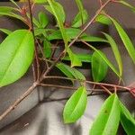 Photinia × fraseri Leaf