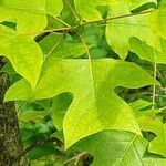 Liriodendron chinense Folha