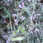 Vicia monantha Habit