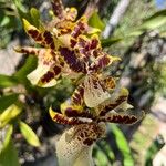 Brassia arachnoidea Λουλούδι