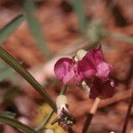 Lathyrus lanszwertii Floare