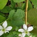 Rubus pensilvanicus Blatt