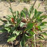 Limonium auriculiursifolium Други