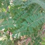 Indigofera heterantha Leaf