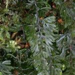 Hymenophyllum tunbrigense Іншае