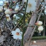 Prunus mume Blodyn