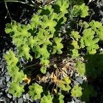 Geranium renardii Leaf