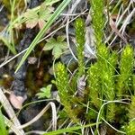 Selaginella selaginoides Flower