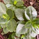 Kalanchoe densiflora Blatt