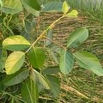 Erythrina fusca Leaf