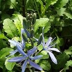 Camassia leichtlinii Flower