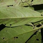 Cestrum schlechtendalii 葉