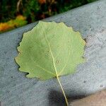 Populus tremula Blatt