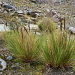 Cinnagrostis rigida Habitat