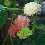 Morus alba Fruto