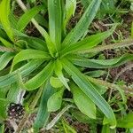 Plantago atrata Blad