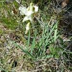 Lathyrus pannonicus Flower