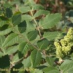 Rhus coriaria Otro