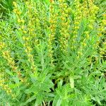 Veronica austriaca عادت داشتن