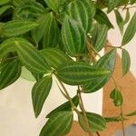 Peperomia quadrangularis Leht