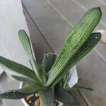 Gasteria batesianaপাতা