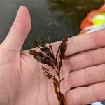 Potamogeton crispus 葉