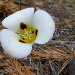 Calochortus leichtlinii Flower