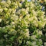 Myodocarpus fraxinifolius Otro