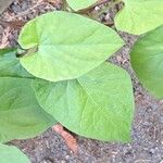 Fallopia convolvulus Leaf