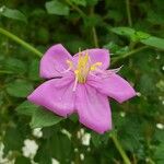 Heterotis rotundifolia Kwiat