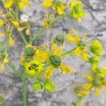 Ruta angustifolia Flower