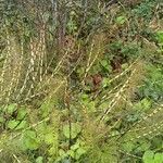 Equisetum telmateia Leaf