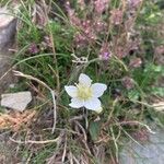 Parnassia palustrisFlower