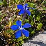 Gentiana brachyphylla Flower