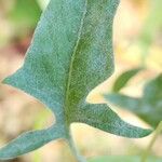 Sisymbrium erysimoides Leaf