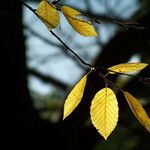 Fagus grandifolia Leaf