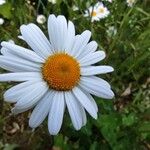 Leucanthemum vulgare Flor