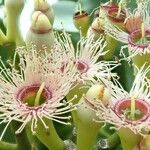 Syzygium multipetalum Floro