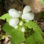 Lamium flexuosum Lapas