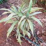 Dracaena reflexaLeht