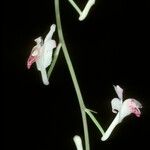 Anthogonium gracile 花